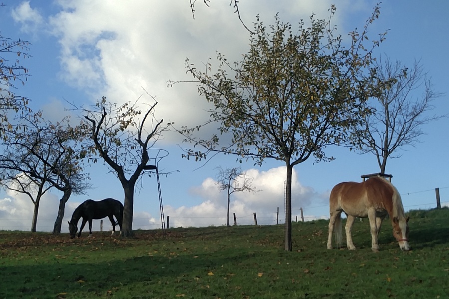 Pferde auf der Streuobstwiese © Kerstin Ehrenbogen