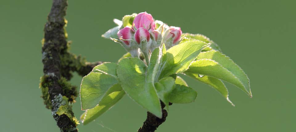 Apfelblüte © Hans-Martin Kochanek