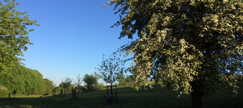 Banner für Waldgarten Emkental