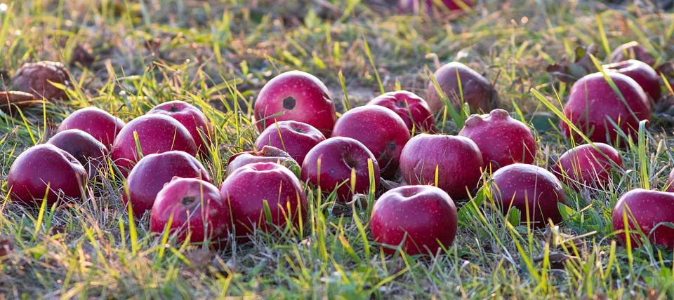 Äpfel im Gras © Hans-Martin Kochanek
