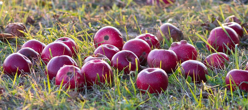 Äpfel im Gras - Foto: Hans-Martin Kochanek