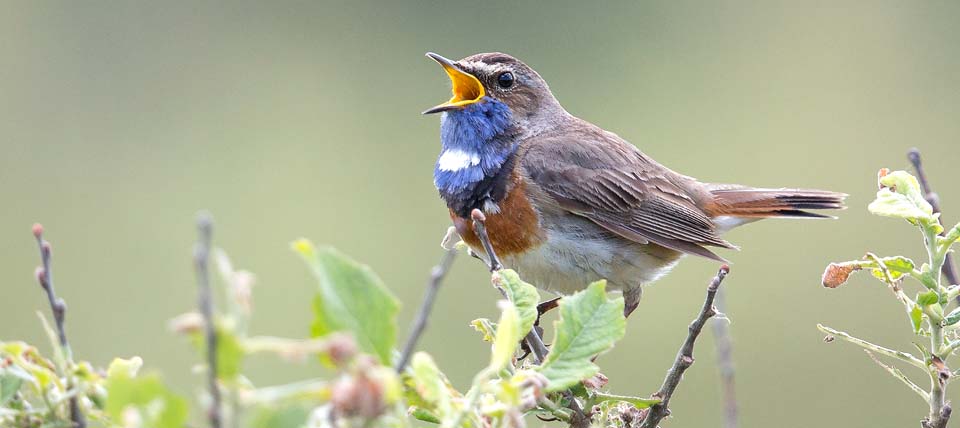 Blaukehlchen © Hans-Martin Kochanek