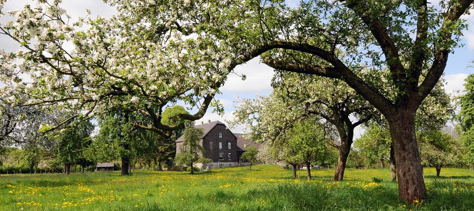 Hochstamm Obstwiese in Löhnen bei Voerde © Peter Malzbender