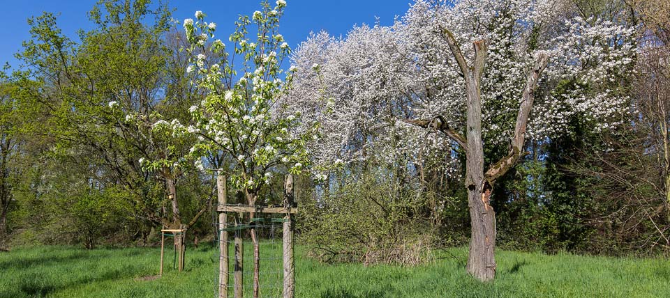 Obstwiese mit altem und neuen Baumbestand - Foto: Hans-Martin Kochanek