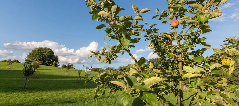 Obstwiese - Foto: Hans-Martin Kochanek