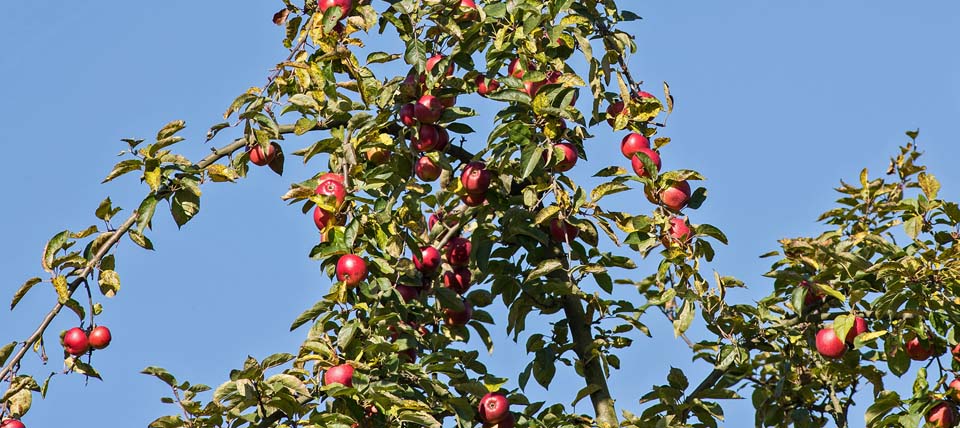 Äpfel am Baum © Hans-Martin Kochanek