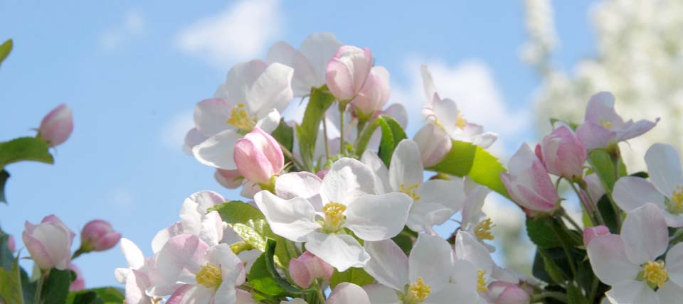 Apfelblüten © NABU-Naturschutzstation Leverkusen-Köln