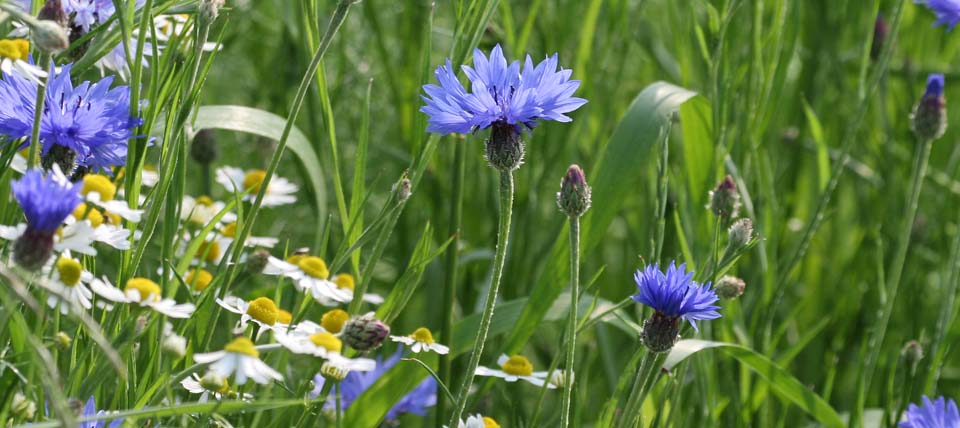 Kornblumen © Hans-Martin Kochanek