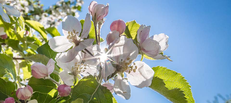 Apfelblüte © Hans-Martin Kochanek