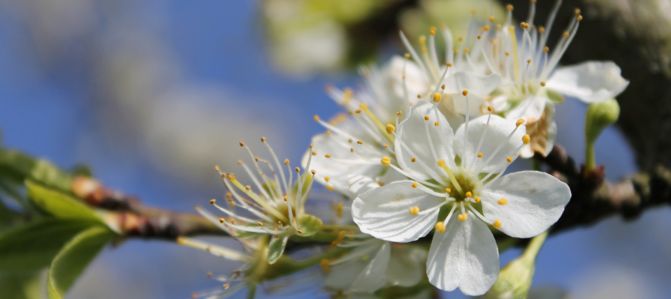 Obstblüte Mirabelle von Nancy © Lena Hölzer