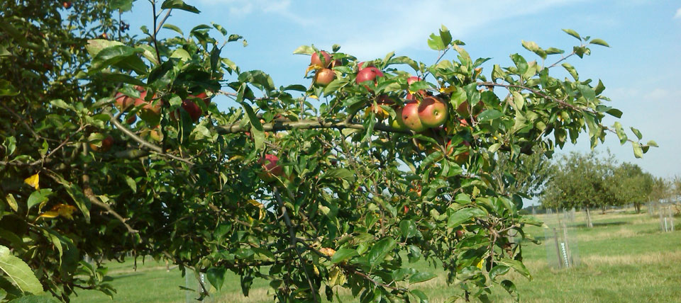 Banner für Naturhof Kirsel in Uedem