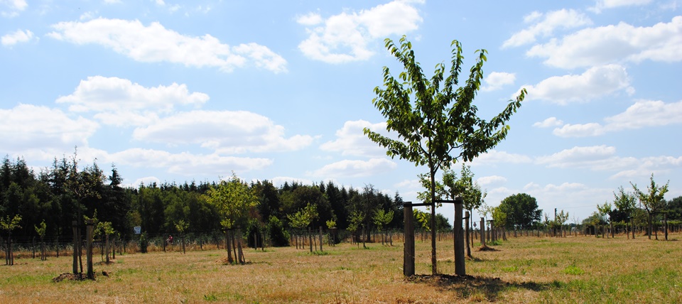 Banner für Rheinischer Obstsortengarten