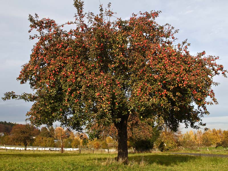 Apfelbaum - Foto: Hans-Martin Kochanek