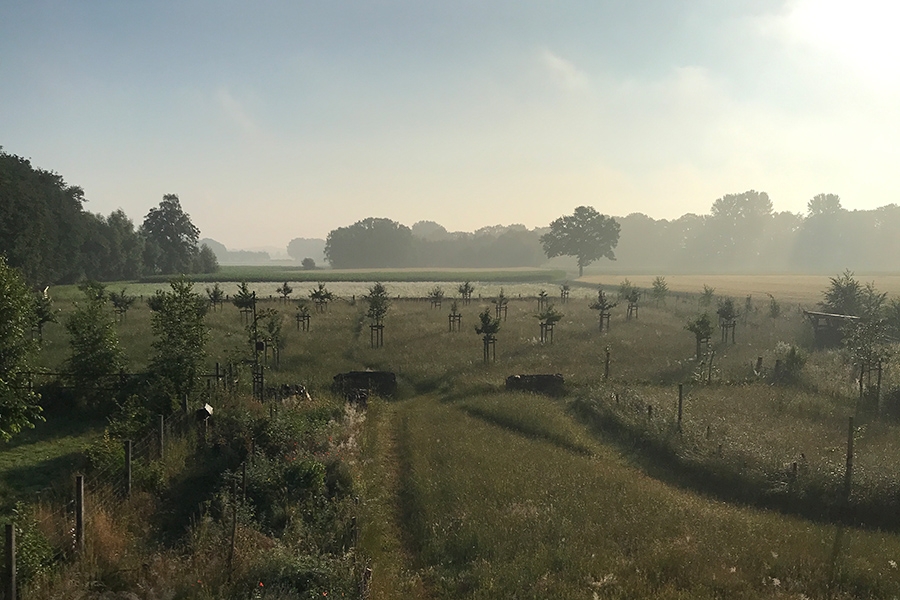 Streuobstwiese in der Morgensonne © Alexander Rach