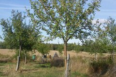 Obstbäume mit Insektenhotel und Bienenstöcken © Ulrich Meisen