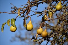 Letzte Birnen im Herbst © Wolfgang Brasse