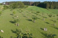 Die Streuobstwiese im Sommer © Stephan Kolodziej