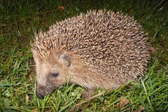 Igel © Hans Dudler