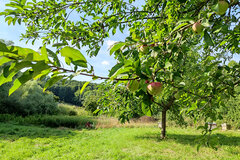 Streuobstwiese Wewelsburg © Christine Loges