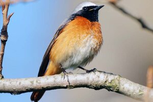 Gartenrotschwanz Brutvogel in Hochstamm-Obstwiesen