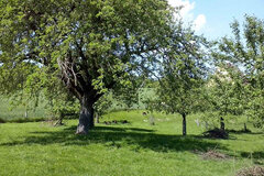 Untere Wiese mit altem Obstbaum © Annette Flörkemeier