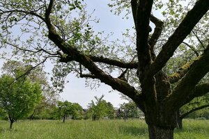 Obstwiese im Schloss- und Auenpark