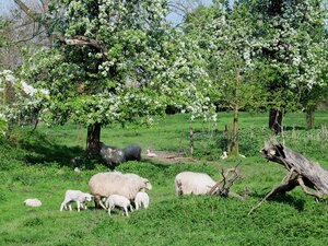 NABU Obstwiese in Rheinberg © Peter Malzbender