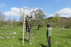 Beim Baumschnitt © Hanna Bante