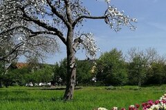 Obst- und Tulpenblüte im Schloss- und Auenpark © Annalena Zacharias