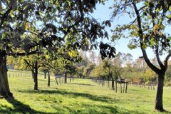 Gepflegte Obstwiese in Sterzenbach © Kristina Schüttler