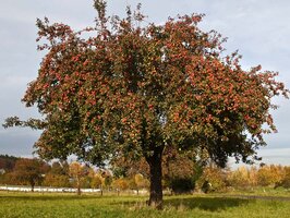 Apfelbaum © Hans-Martin Kochanek