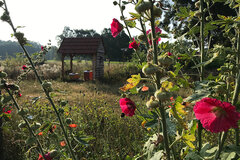 Stockrosen auf der Streuobstwiese © Alexander Rach