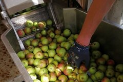 Aus den Äpfeln wird Saft gepresst © Annalena Zacharias