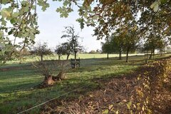 Natürliche Obstwiese © Wolfgang Brasse