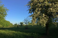 Streuobstwiese im Waldgarten © Fiege/Ostmann