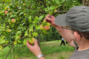 Prüfung Apfelbaum