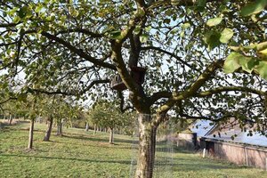 Nistkasten auf der Obstwiese