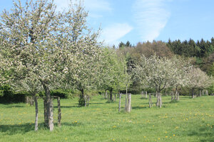 Streuobstwiese im Frühling