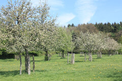 Streuobstwiese im Frühling © Manuela Thönes