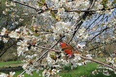 Tagpfauenauge auf Obstblüten © Annalena Zacharias