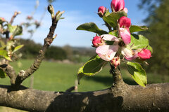 Obstblüte © Ulla Graumann