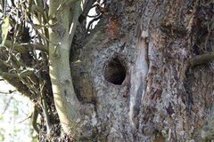 Wohnung für Wildtiere im Obstbaum © Wolfgang Brasse