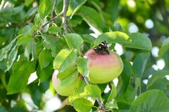 Sommersnack für Schmetterlinge © Hanna Bante