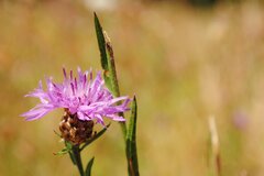 Witwenblume © Thorsten Wiegers