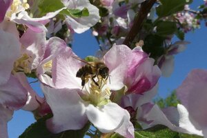 Biene im Blütenglück