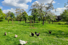 Streuobstwiese in Breckerfeld © Christine Loges