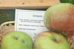 Apfel Ontario © Sevil Yıldırım