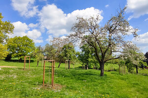 Streuobstwiese der Familie Poth