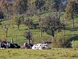 Obstwiese © Hans-Martin Kochanek