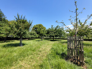 Streuobstwiese der Familie Flaskamp © Lena Hölzer